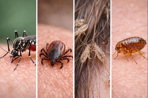 кръвосмучести насекоми